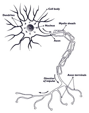 Nerve multiple sclerosis hyperbaric studies research hbot ms